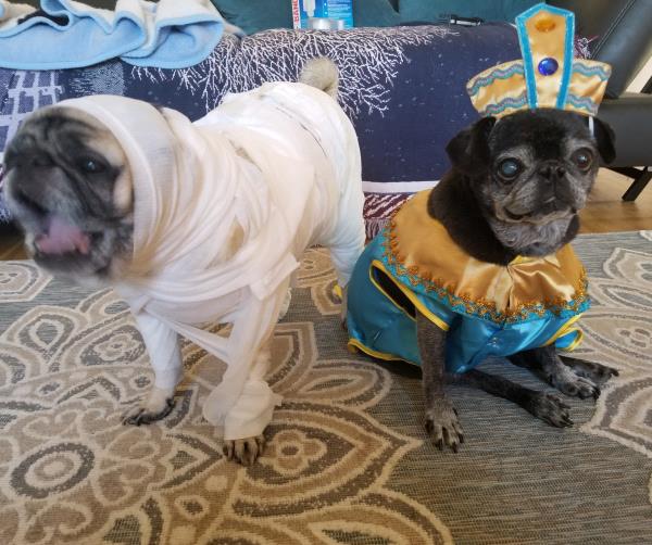 /images/uploads/pug nation rescue of los angeles/pugnation2021/entries/15159thumb.jpg